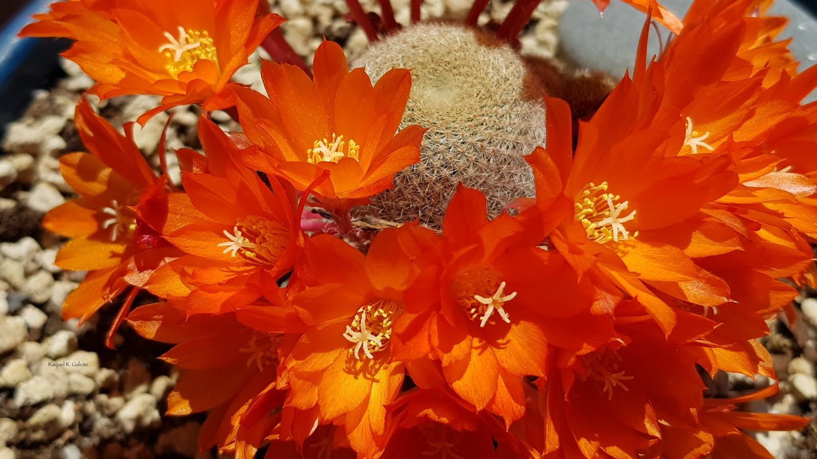 Rebutia%2Bhell%2Bbells%2Bflores%2Bcactus.jpg