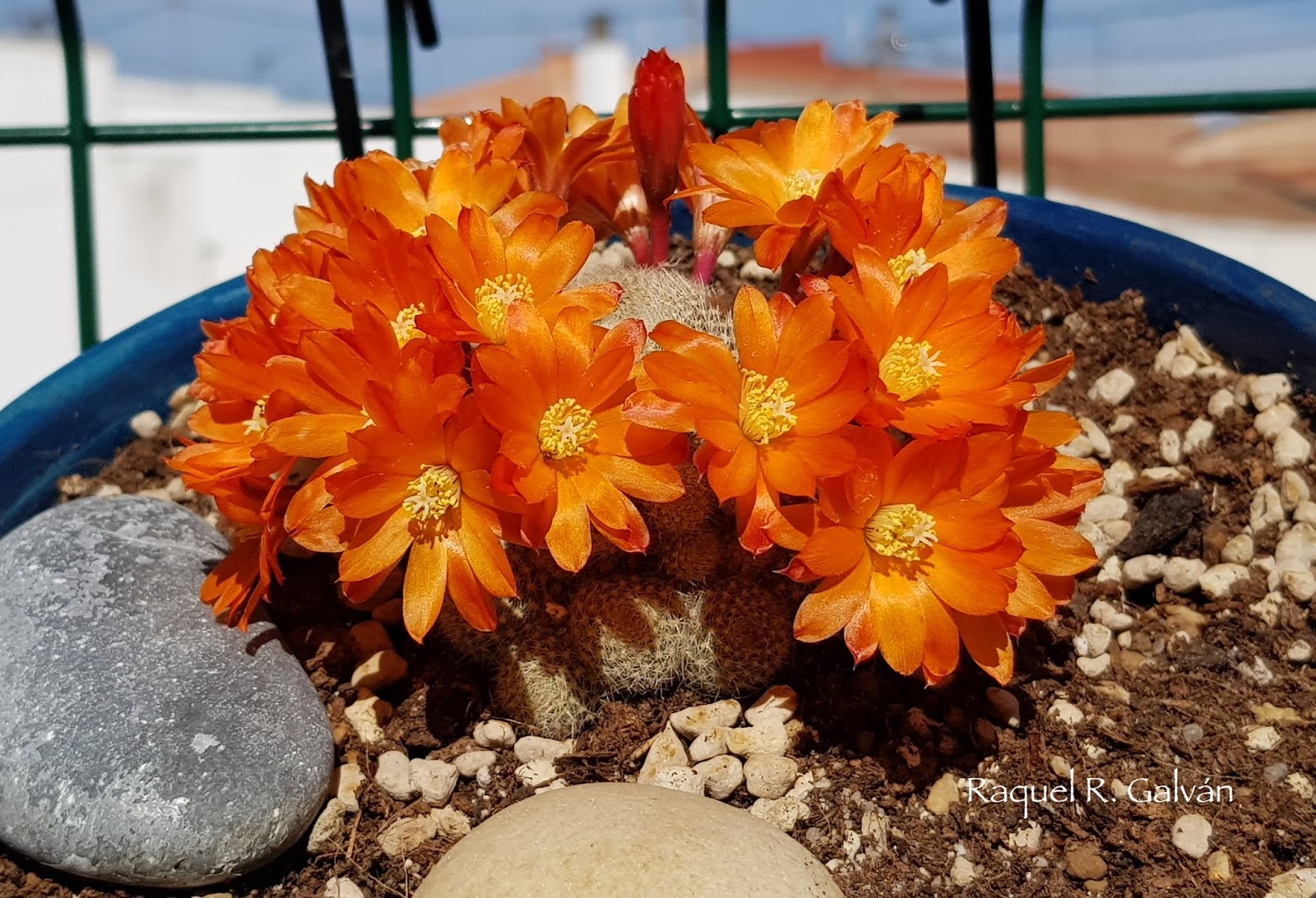 Rebutia%2Bhell%2Bbells.jpg