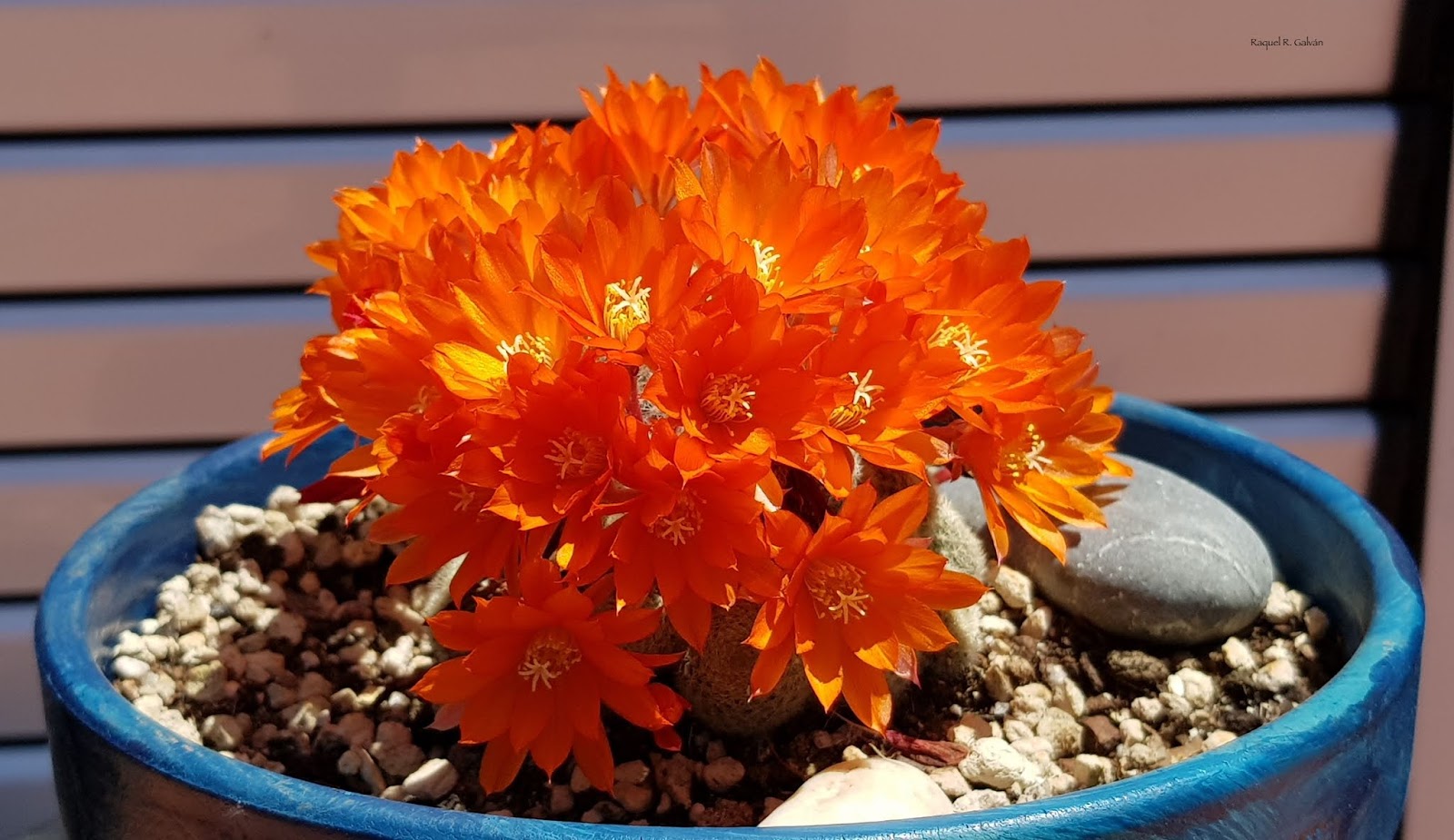 Rebutia%2Bhell%2Bbells.jpg