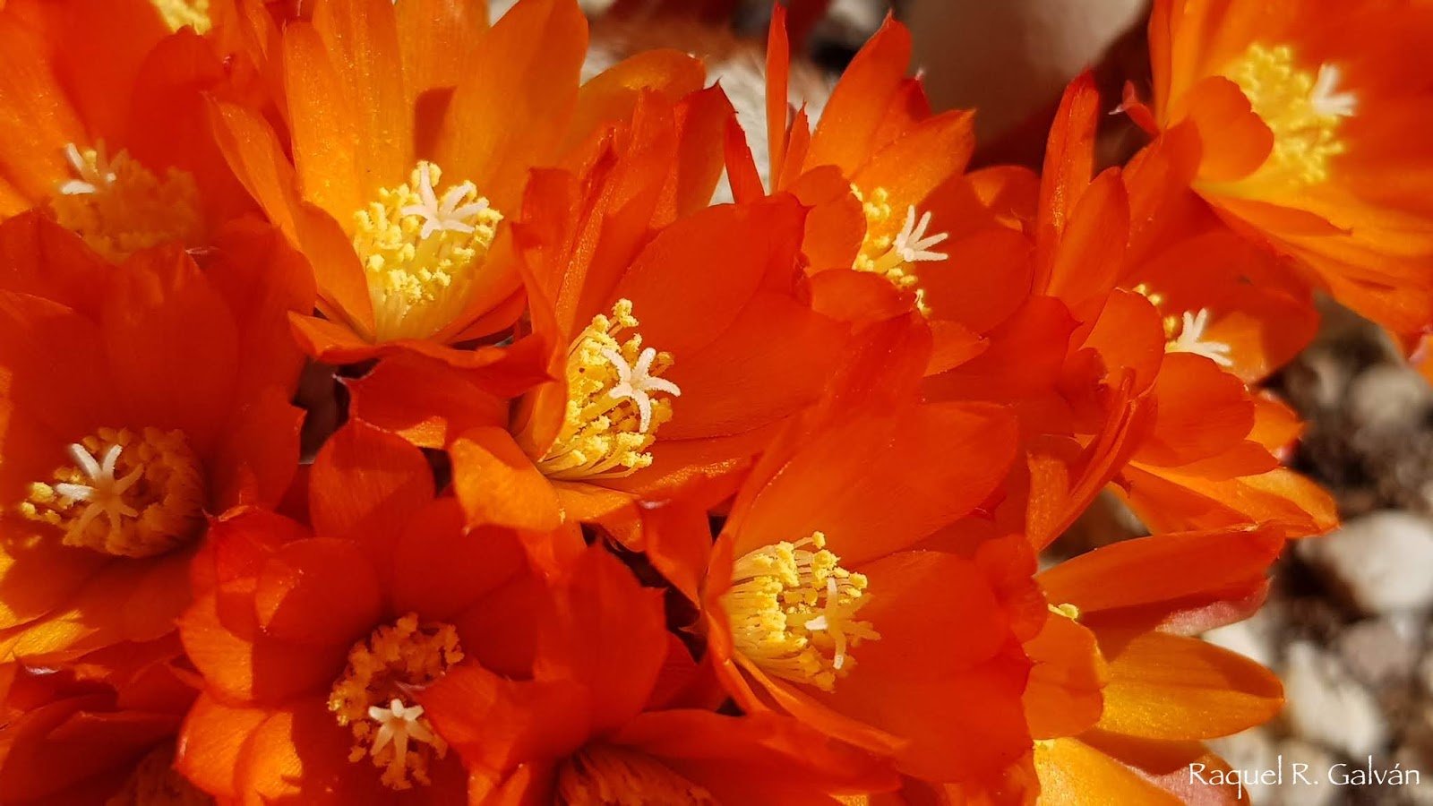 Rebutia%2Bhell%2Bbells1.jpg