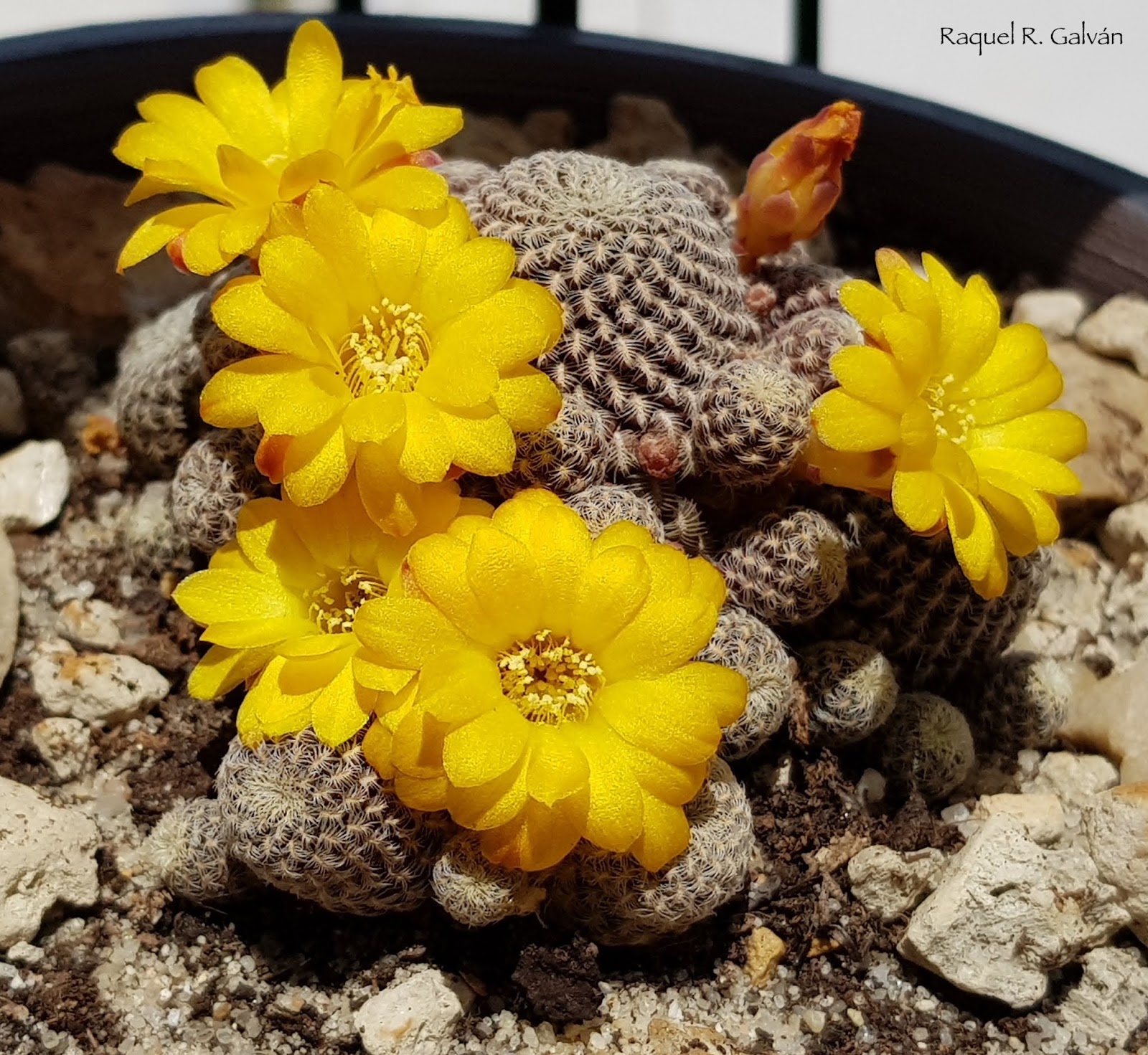 Rebutia%2Blangeri%2B1.jpg