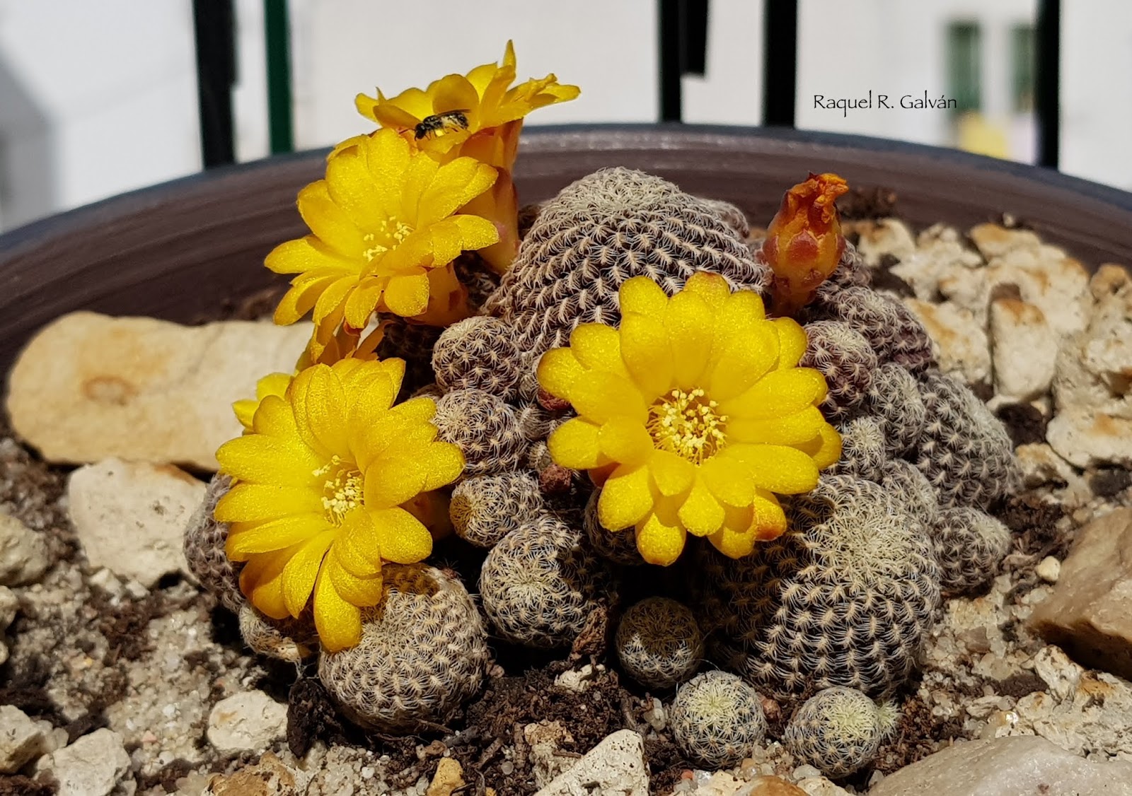 Rebutia%2Blangeri%2Bavispa.jpg
