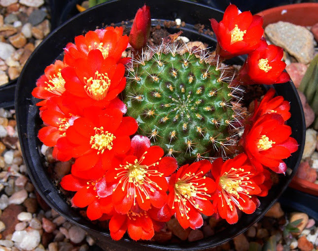 Rebutia%2Bspegazziniana.jpg