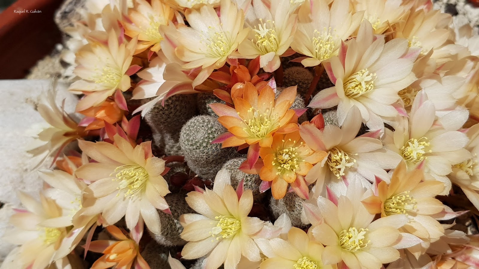 Rebutia%2Bsunrise%2Bcultivar%2B1%2Bflores%2Bdetalle%2Bcon%2Bcactus.jpg