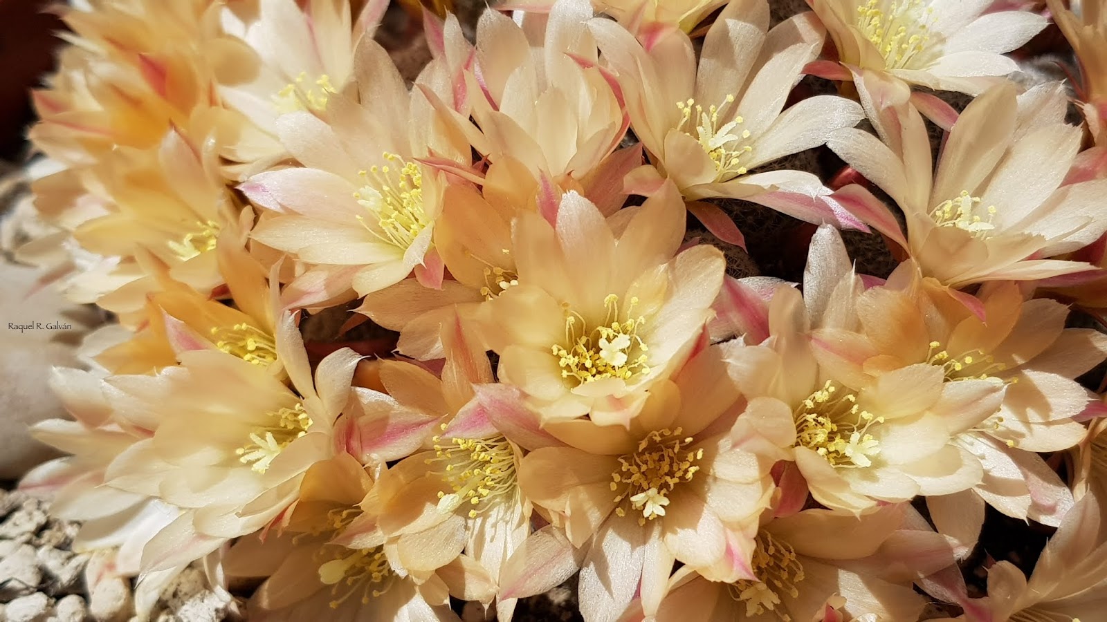 Rebutia%2Bsunrise%2Bcultivar%2B1%2Bflores%2Bflores.jpg