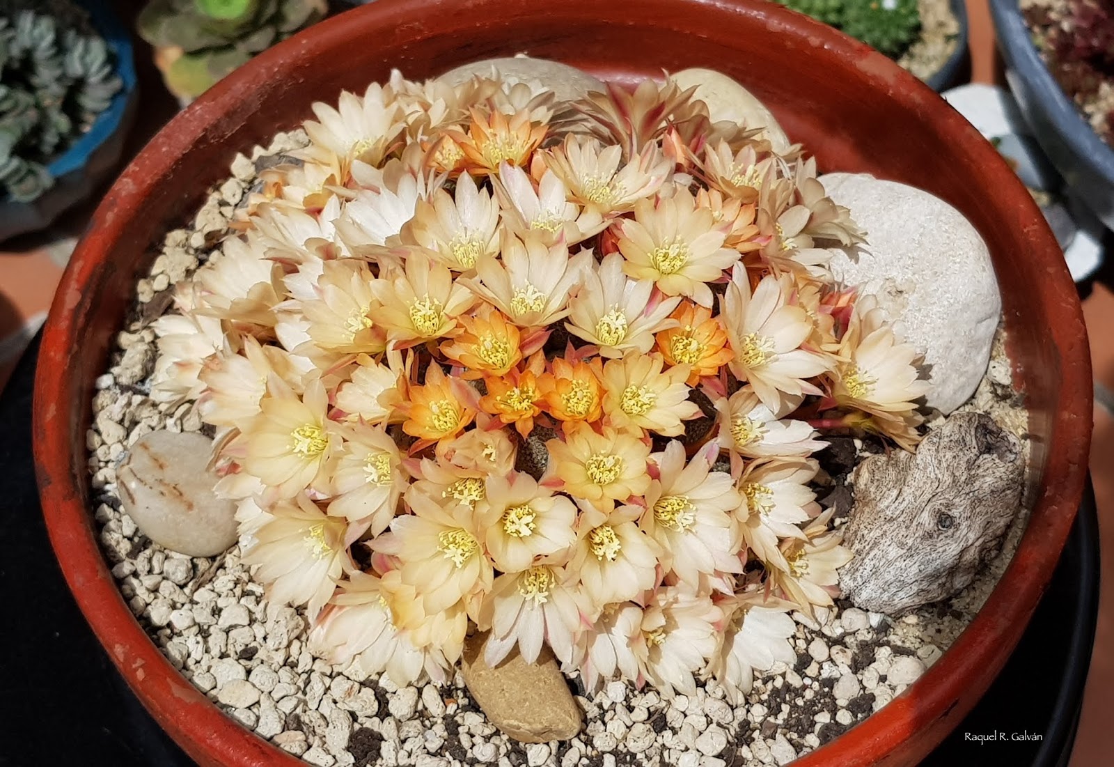 Rebutia%2Bsunrise%2Bcultivar%2B1%2Bsemicenital.jpg