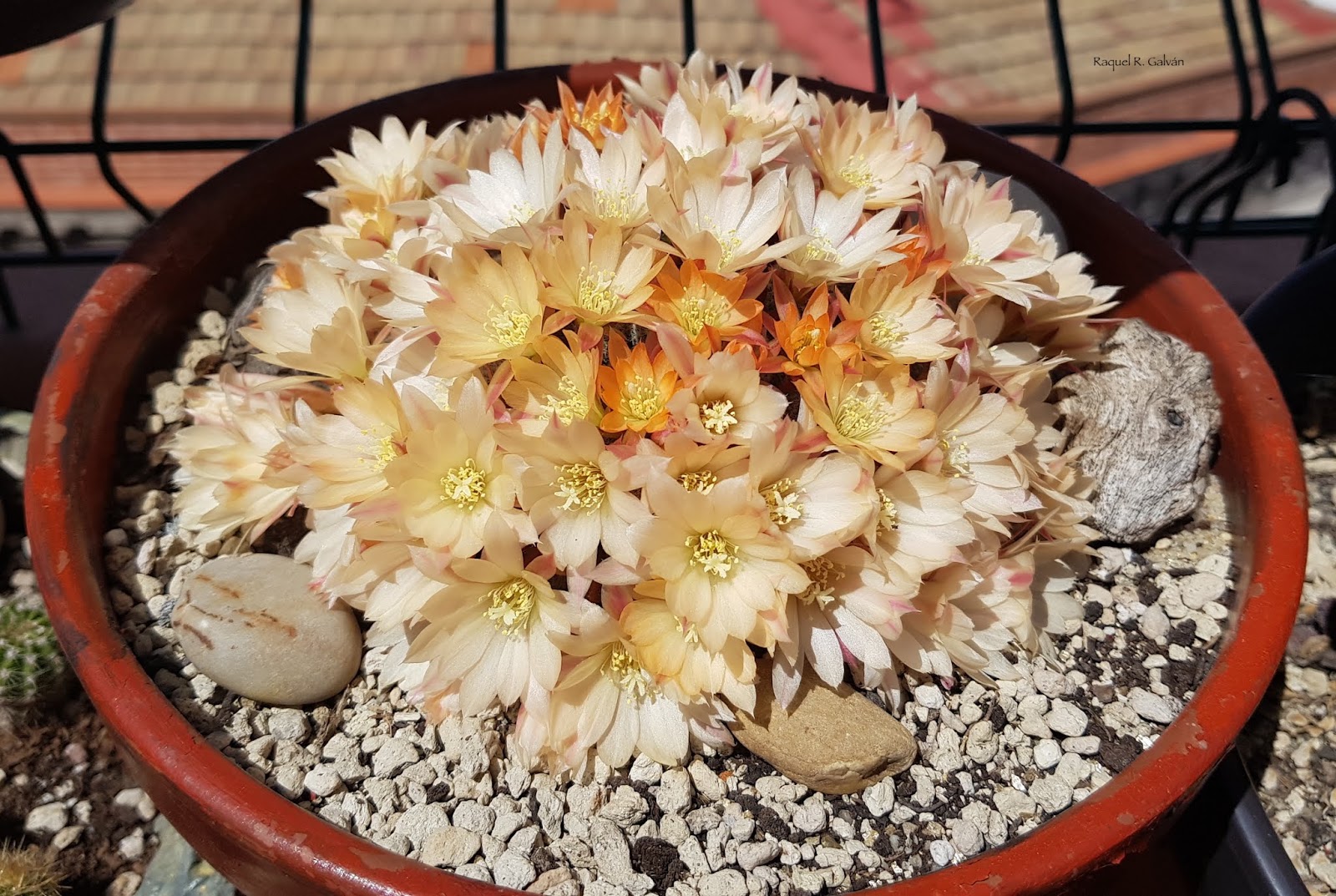 REbutia%2Bsunrise%2Bcultivar%2B1.principal.jpg