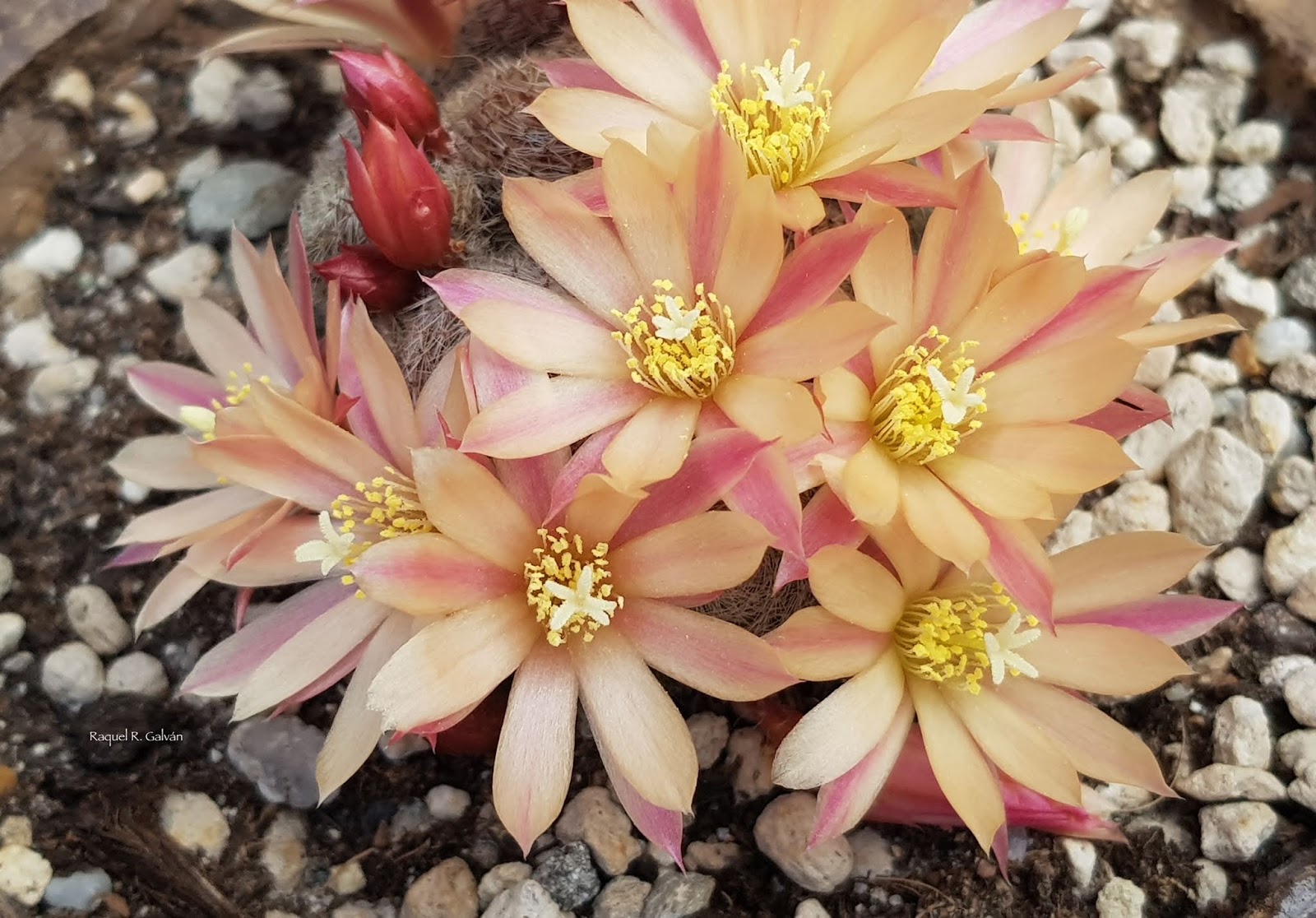 Rebutia%2BSunrise%2Bcv%2B2%2B0.jpg