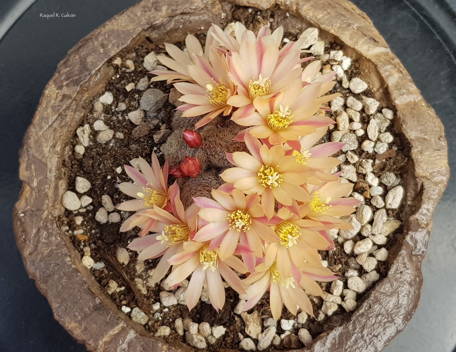 Rebutia%2BSunrise%2Bcv%2B2-cenital.jpg