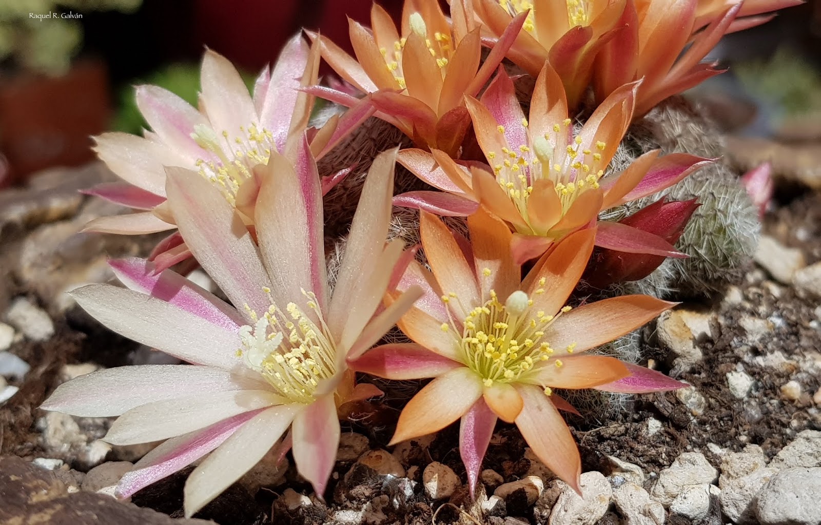 Rebutia%2BSunrise%2Bcv%2B2-primeras%2Btonalidad.jpg