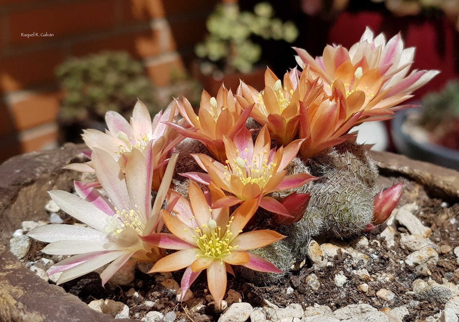 Rebutia%2BSunrise%2Bcv%2B2-primeras.jpg
