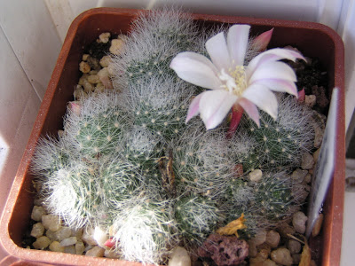 Rebutia+albiflora.JPG