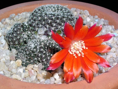 Rebutia+albipectinata+(2).JPG