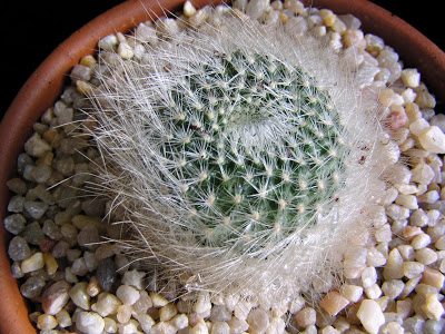 Rebutia+albipilosa+(2).JPG