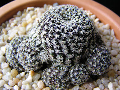 Rebutia++albopectinata.JPG