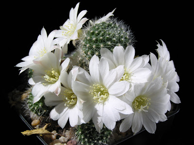Rebutia+cv.+Snow+white+(flor).JPG