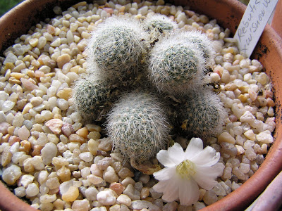 Rebutia+cv+Snow+White.JPG