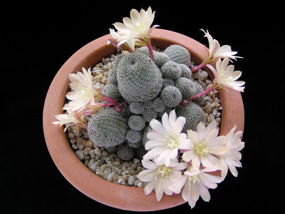 Rebutia+cv.+sunrise(2).JPG