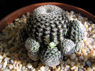 Rebutia+densipectinata.JPG