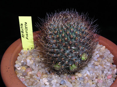 Rebutia+fulviseta.JPG
