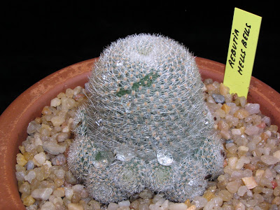 Rebutia+Hel%27s+belles.JPG