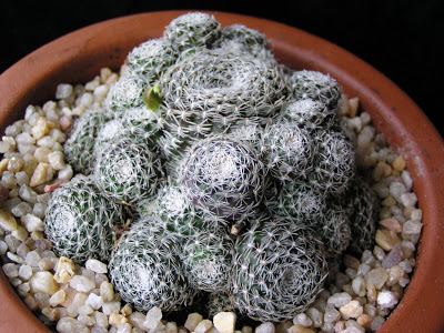 Rebutia+heliosa+condorensis.JPG