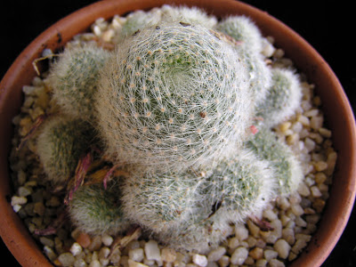 Rebutia+hoffmannii.JPG