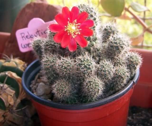 rebutia.jpg