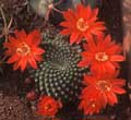 REBUTIA.jpg