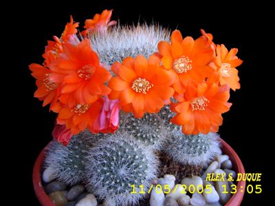 rebutia.jpg