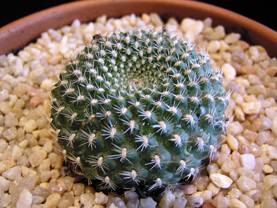 Rebutia+kariusiana+(flor+blanca).JPG