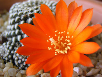 Rebutia+krainziana+1(flor).JPG