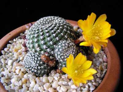 Rebutia+krainziana+amarilla(1).JPG