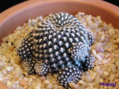 Rebutia+krainziana.jpg