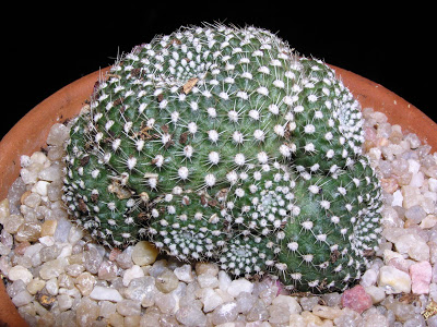 Rebutia+krainziana+roja.JPG