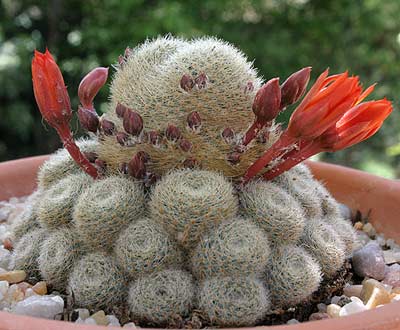 rebutia-lime-orange.jpg