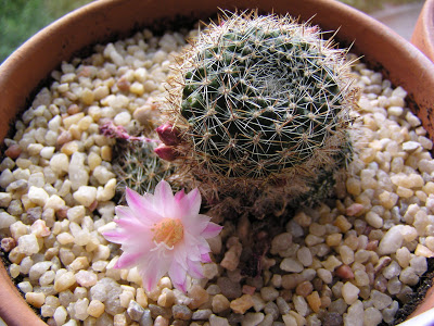 Rebutia+narvaecensis.JPG