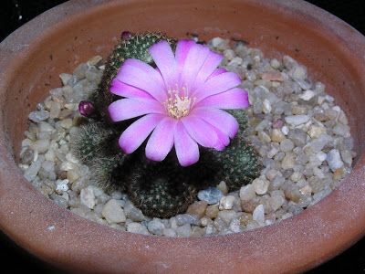 Rebutia+perplexa+2.JPG