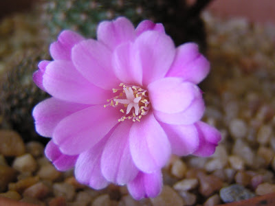 Rebutia+perplexa+(flor).JPG