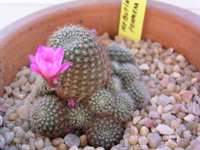 Rebutia+perplexa.JPG