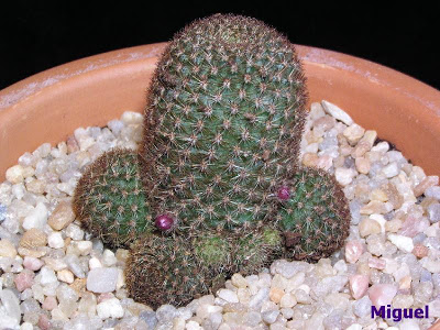 Rebutia+perplexa.jpg