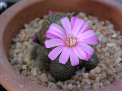 Rebutia+perplexa3.JPG