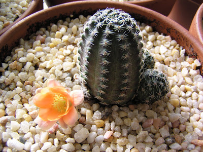 Rebutia+pygmaea+v+elegantula.JPG