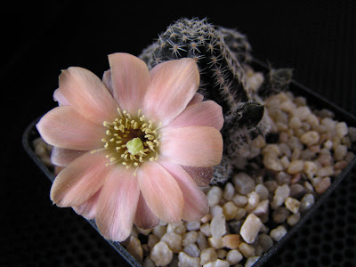 Rebutia+pygmaea+v+ellegantula.JPG