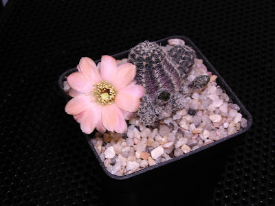 Rebutia+pygmaea+v+ellegantula2.JPG