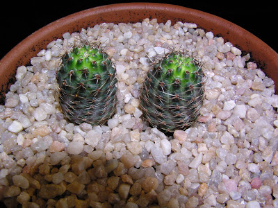 Rebutia+pygmaea+v.+eos.JPG
