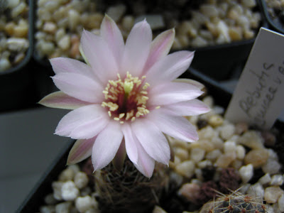 Rebutia+pygmaea+v.+eos3.JPG