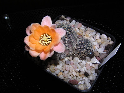 Rebutia+pygmaea+v.haagei+4.JPG