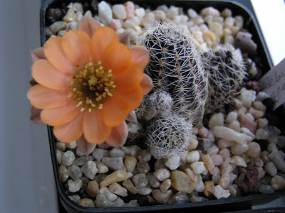 Rebutia+pygmaea+v.+haagei.JPG