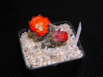 Rebutia+pygmaea+v.+polypetala.JPG